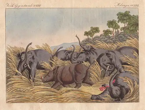 Verm. Gegenstaende CCXXVI. - Der Kampf des Rhinoceros mit dem Elephanten. - Nashorn rhinoceros Elefant elephan