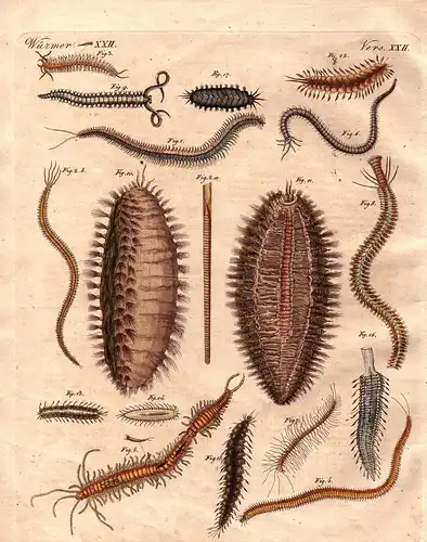 Würmer XXIII - Amphinome Fischersandwurm Seewürmer sea worms Würmer worm Bertuch Kupferstich copper engraving