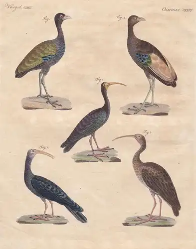 Voegel CXXVI - Bürzel ibis Ibisse Trompetervögel psophia Vogel bird Vögel birds Bertuch Kupferstich copper eng