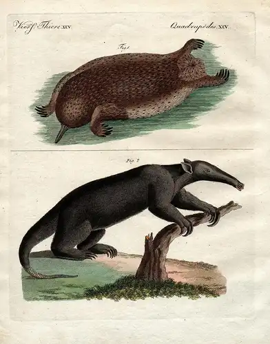 Vierf. Thiere XCV - Ameisenigel Echidna Ameisenfresser anteater Bertuch Kupferstich copper engraving antique p