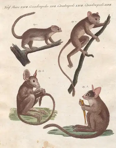 Vierf. Thiere LXVII - Zwerg-Mausmaki Mausmakis mouse lemurs Lemuren Primat primate Bertuch Kupferstich copper