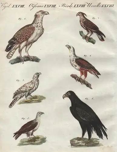 Afrikanische Vögel - 1) Der Greifadler - 2) Der Haubenadler - 3) Der Weissling - 4) Der Singadler - 5) Der Was