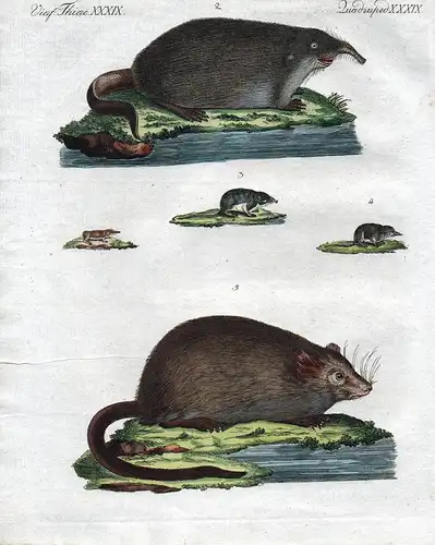 Vierf. Thiere. XXXIX / Quadruped. XXXIX - Die kleine ungeschwänzte sibirische Spitzmaus - Der Desman oder die