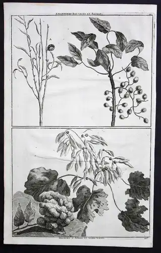 Amandiers sauvages et sackas / Branche D'Afrag et Naer-Wend - wilde Mandelbäume Mandel Mandelbaum almond tree