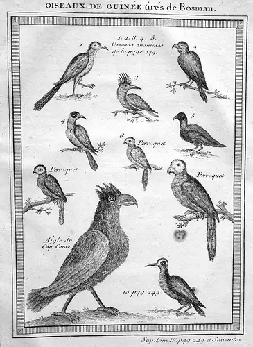 Oiseaux de Guinee - Guinea Vogel Vögel bird birds Afrika Africa Kupferstich antique print