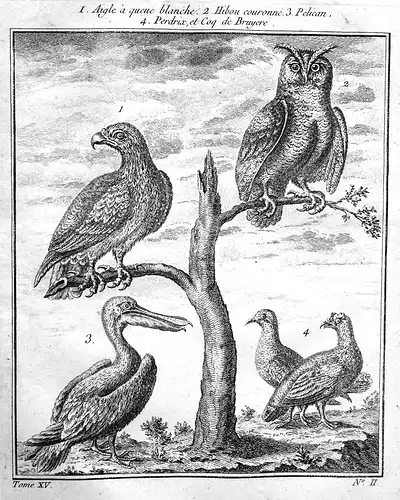Aigle a queue blanche - Adler eagle aigle Eule owl Pelikan pelican Vogel Vögel bird birds Kupferstich antique