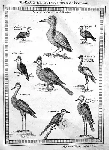 Oiseaux de Guinee - Guinea Vogel Vögel bird birds Afrika Africa Kupferstich antique print