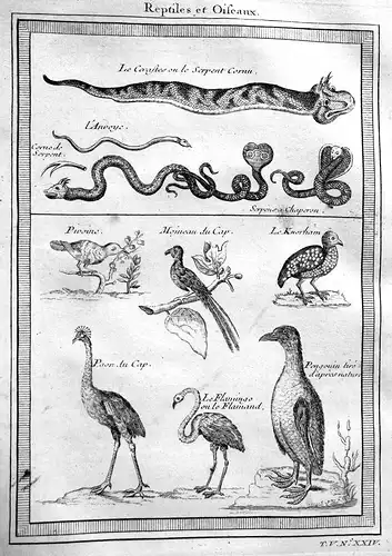 Reptiles et Oiseaux - Reptilien reptiles Vogel Vögel bird birds Kupferstich antique print