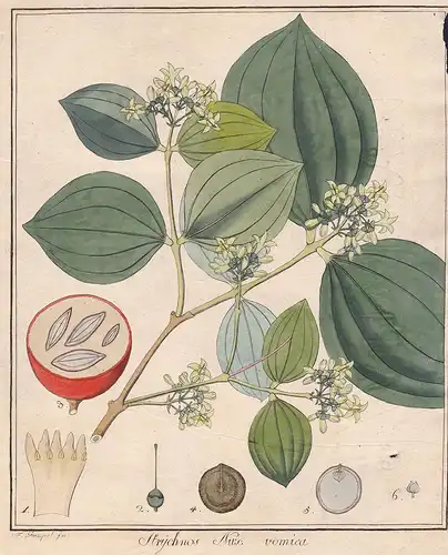 Solanum Dulcamara - Gewöhnliche Brechnuss strychnine tree Kupferstich antique print