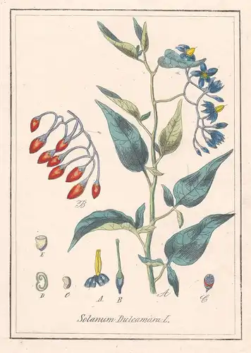 Solanum Dulcamara - Bittersüßer Nachtschatten bittersweet nightshade Kupferstich antique print