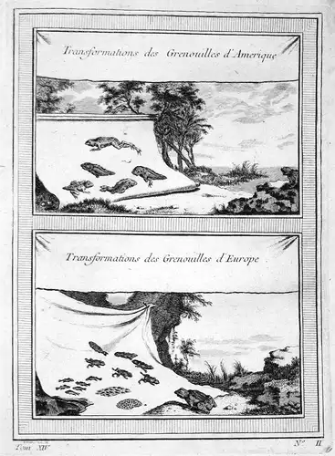 Transformations des Grenouilles d'Amerique - Frosch Frösche Kaulquappe tadpole frog toad frogs toads America E