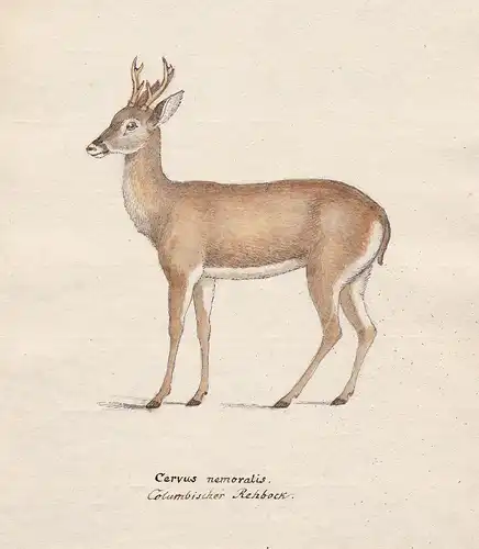 Cervus nemoralis / Columbischer Rebock - Reh deer Rehe Rehbock roebuck chevreuil