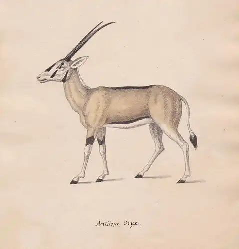 Antilope Oryx - Oryxantilopen Antilope antelope antilope
