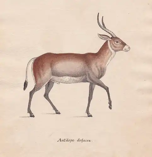 Antilope defassa - Antilope antelope antilope Wasserbock waterbuck