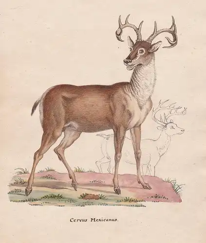 Cervus Maxicanus - Hirsch deer Hirsche cerf cerfs Geweih bois