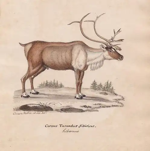 Cervus Tarandus Sibiricus - Reindeer Rentier renne caribou
