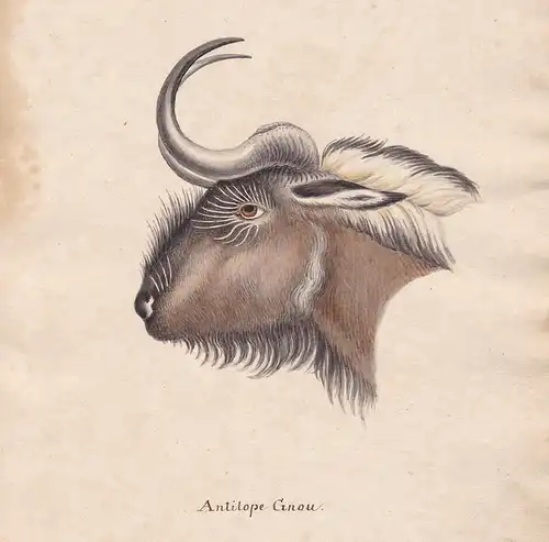 Antilope Gnou - Antilope Gnu gnu antelope gnou antilope