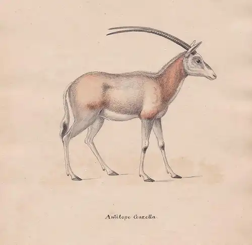 Antilope Gazella - Gazelle Antilope gazelle antelope antilope