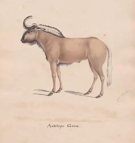 Antilope Gnou - Gnus Gnu gnou gnu antelope Antilope antilope