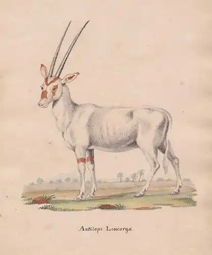 Antilope Leucoryx - Oryx Antilope antelope antilope oryx