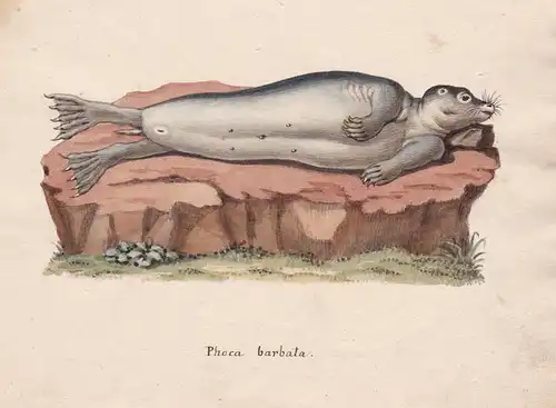 Phoca barbata - Robbe Robben phoque phoca seal seals