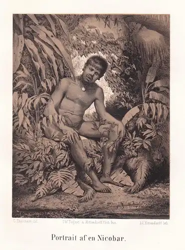 Portrait af en Nicobar - Nikobaren Nicobar Islands Person Portrait Lithographie Litho