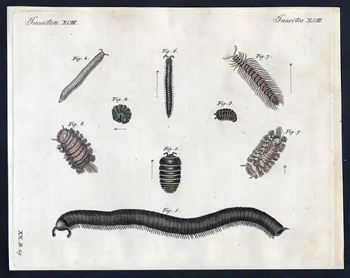 Merkwürdige Insecten - der gesäumte Glomere, der getüpfelte Glomere, der londoner Tausendfuss, der grösste