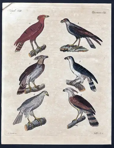 Vögel CII - Die grosse Harpye - Der Schopfadler - Der kleine Adler von Guiana - Der Karakara - Der Cymindis -