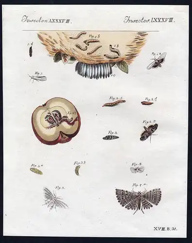 Insecten LXXXVIII - Motte moth Motten moths Fliegen Fliege fly    Obstwickler Federträger / Bilderbuch für K