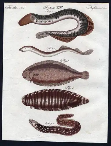 Fische XIV - Fisch fish Fische fishes lamprey Lamprete    Lamprete Neunauge Zunge Muräne / Bilderbuch für Ki