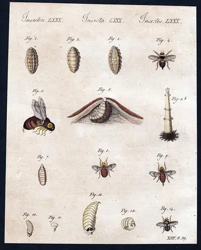 Insecten LXXX - bug insects Käfer beetle    Ochsenbremse Pferdebremse Schafbremse / Bilderbuch für Kinder