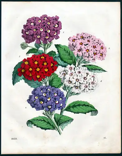 Verbenen Eisenkrautgewächse Verbena Botanik botany Lithographie lithograph