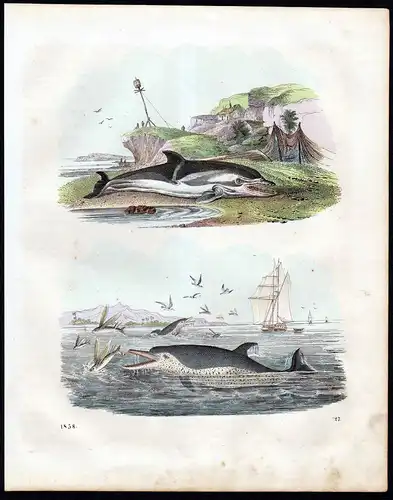 Delphin Delfin Delfine oceanic dolphin dolphins Lithographie lithograph