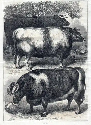 Smithfield club cattle show. Prize Oxen. / Ochse / Ochsen
