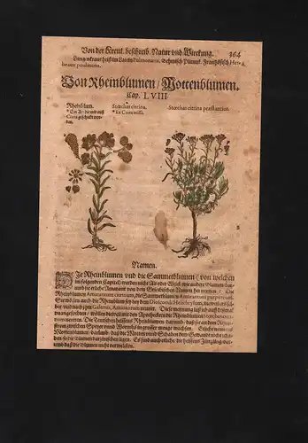 Tagetes Sammetblume Rheinblume herbs Herbal Kräuter Kräuterbuch Mattioli