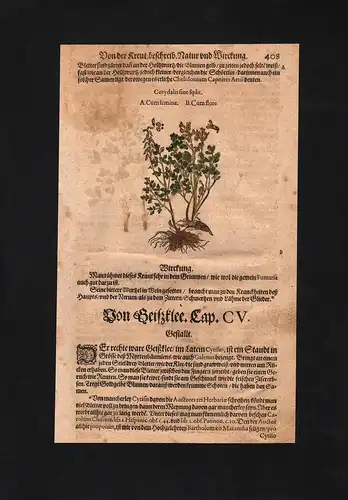 Lerchensporne Corydalis Klee herbs Herbal Kräuter Kräuterbuch Mattioli