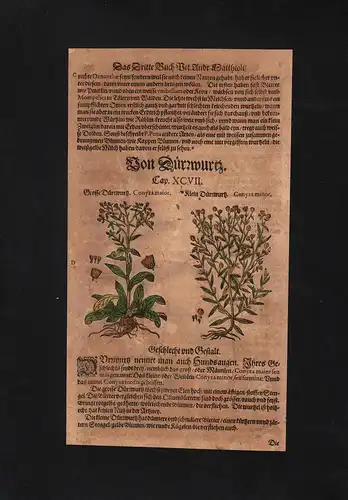 Dürrwurz Inula conyzae herbs Herbal Kräuter Kräuterbuch Mattioli