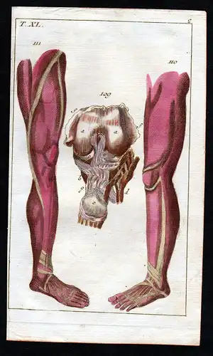 Bänder ligaments Bein leg Anatomie anatomy Medizin medicine Kupferstich
