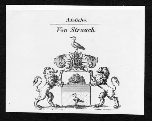 Von Strauch - Strauch Wappen Adel coat of arms Kupferstich  heraldry Heraldik