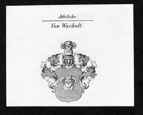 Von Wacholt - Wachholtz Wacholtz Wacholt Wacholz Wappen Adel coat of arms Kupferstich  heraldry Heraldik