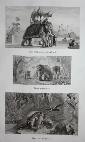 Ein aufgezäumter Elephant. / Wilde Elephanten. / Der todt Elephant. - Elefant Elefanten elephant elephants Sta