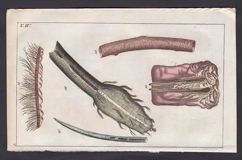 T. IV. -  Haar Haare hair Medizin medicine Mikroskopie Kupferstich copper engraving antique print