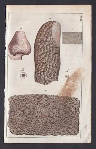 T. III. -  Haut skin Mikroskopie microscopy Medizin medicine Kupferstich copper engraving antique print