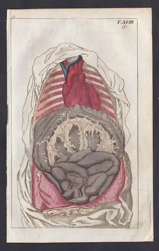 T. XVIII. -  Eingeweide Körper Darum Anatomie Medizin Kupferstich copper engraving antique print