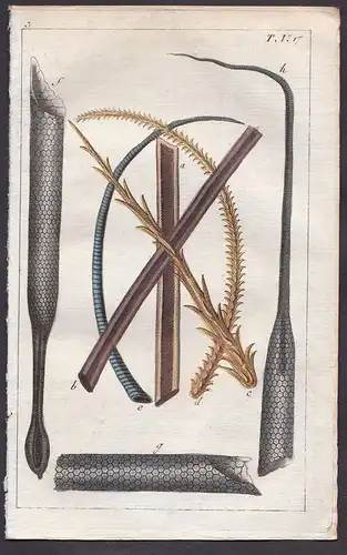 T. V. 17. -  Haar Haare hair Medizin medicine Mikroskopie Kupferstich copper engraving antique print