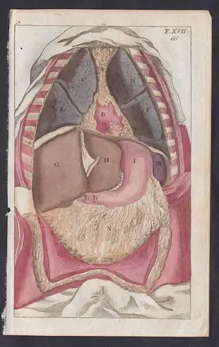 T. XVII. -  Eingeweide Körper Anatomie Medizin Kupferstich copper engraving antique print