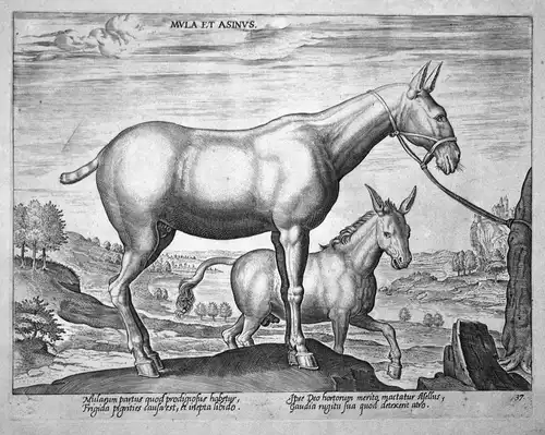 Mula et Asinus - Pferd horse Pferde horses Straet Stradanus Kupferstich copper engraving