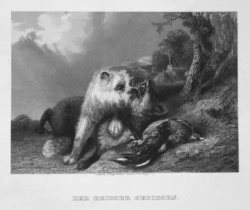 Der Beisser gebissen - Fuchs fox Hund dog Vogel bird Kampf fight Stahlstich steel engraving antique print
