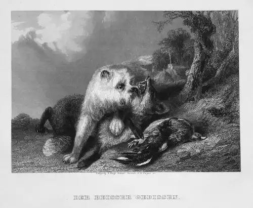 Der Beisser gebissen - Fuchs Hund fox dog Vogel bird Kampf fight Stahlstich steel engraving antique print