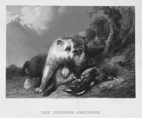 Der Beisser gebissen - Kampf fight Fuchs fox Hund dog Vogel bird Stahlstich steel engraving antique print